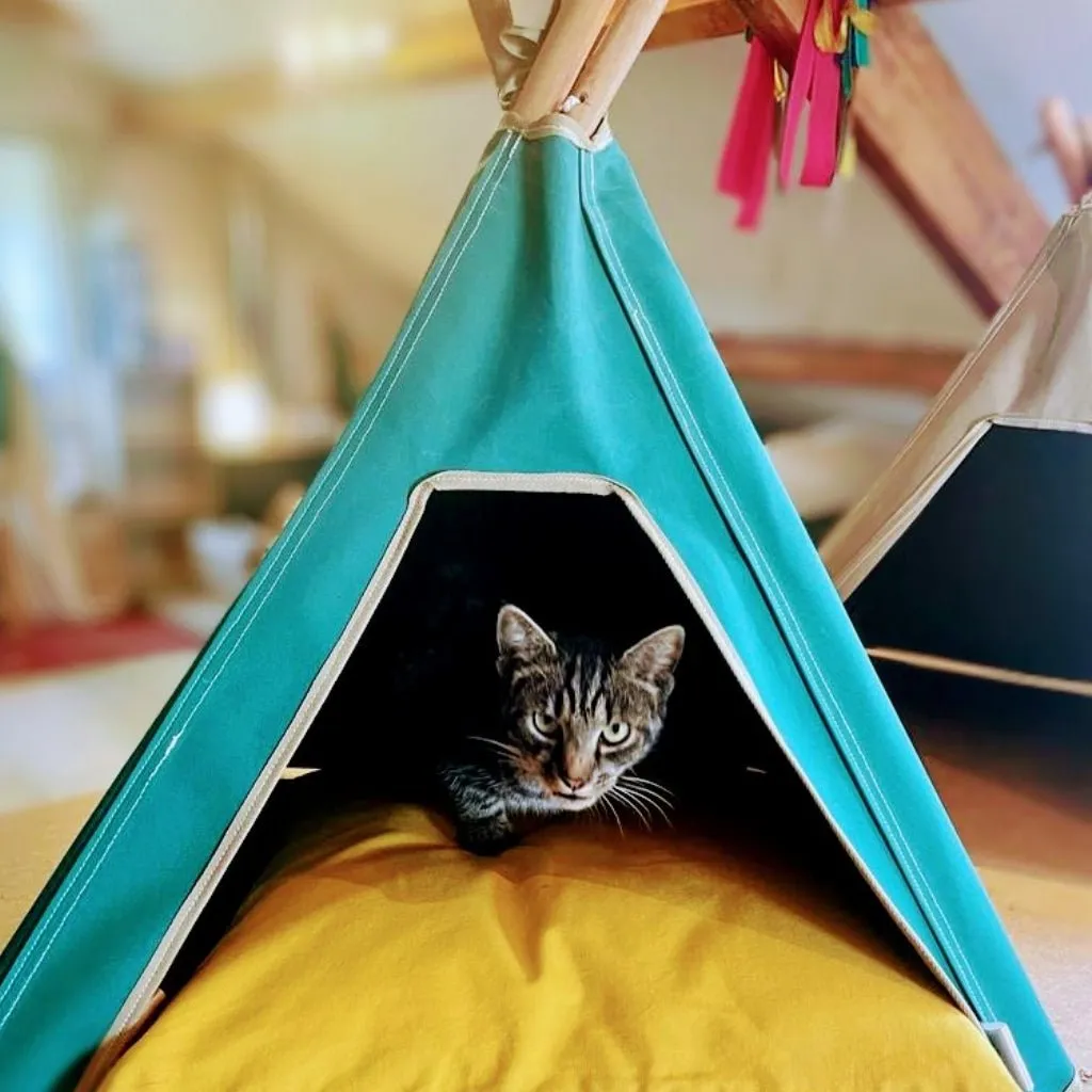 Cat Teepee