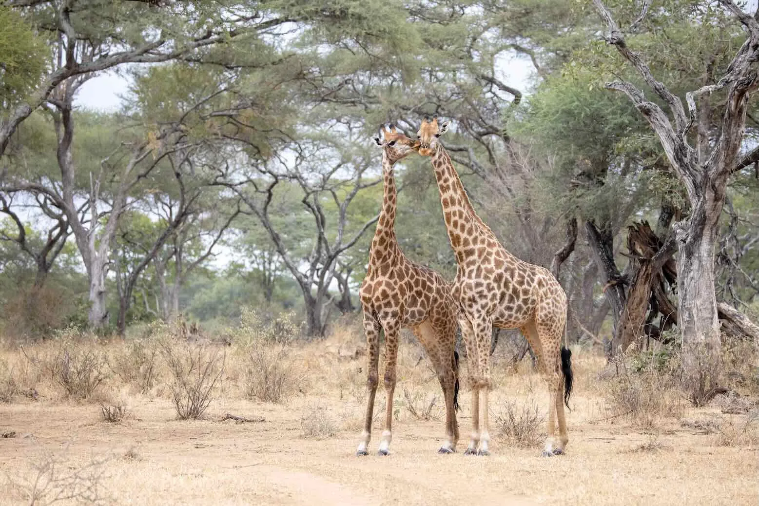 Giraffe Kisses